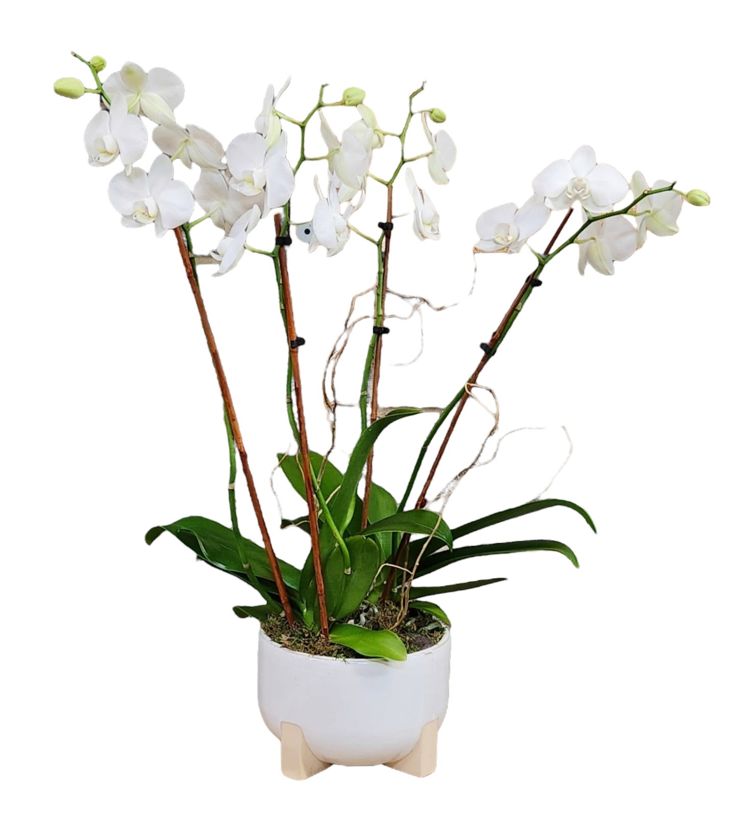 Architectural Orchid - plants flower arrangement