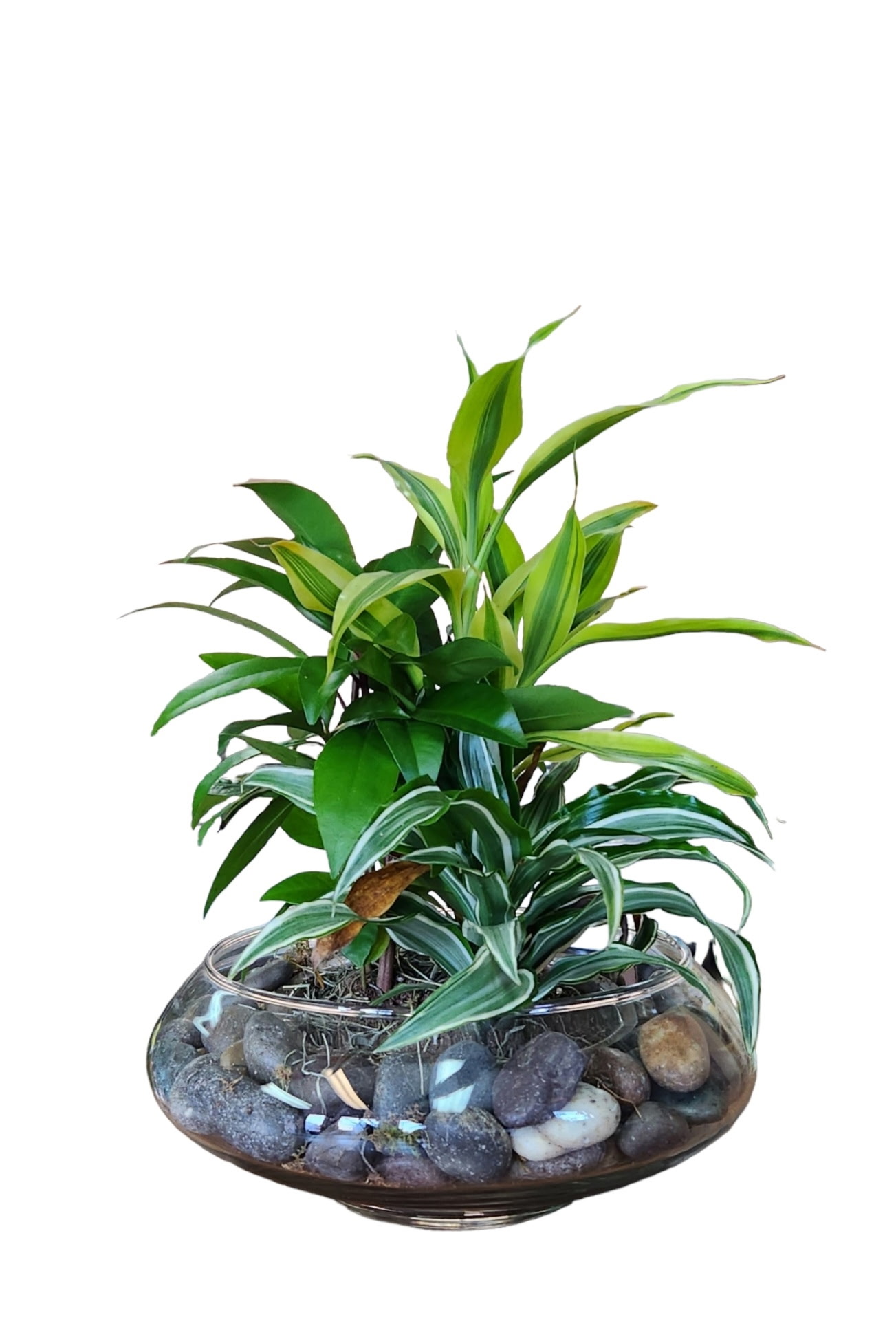 Calming Garden (Premium) - plants flower arrangement
