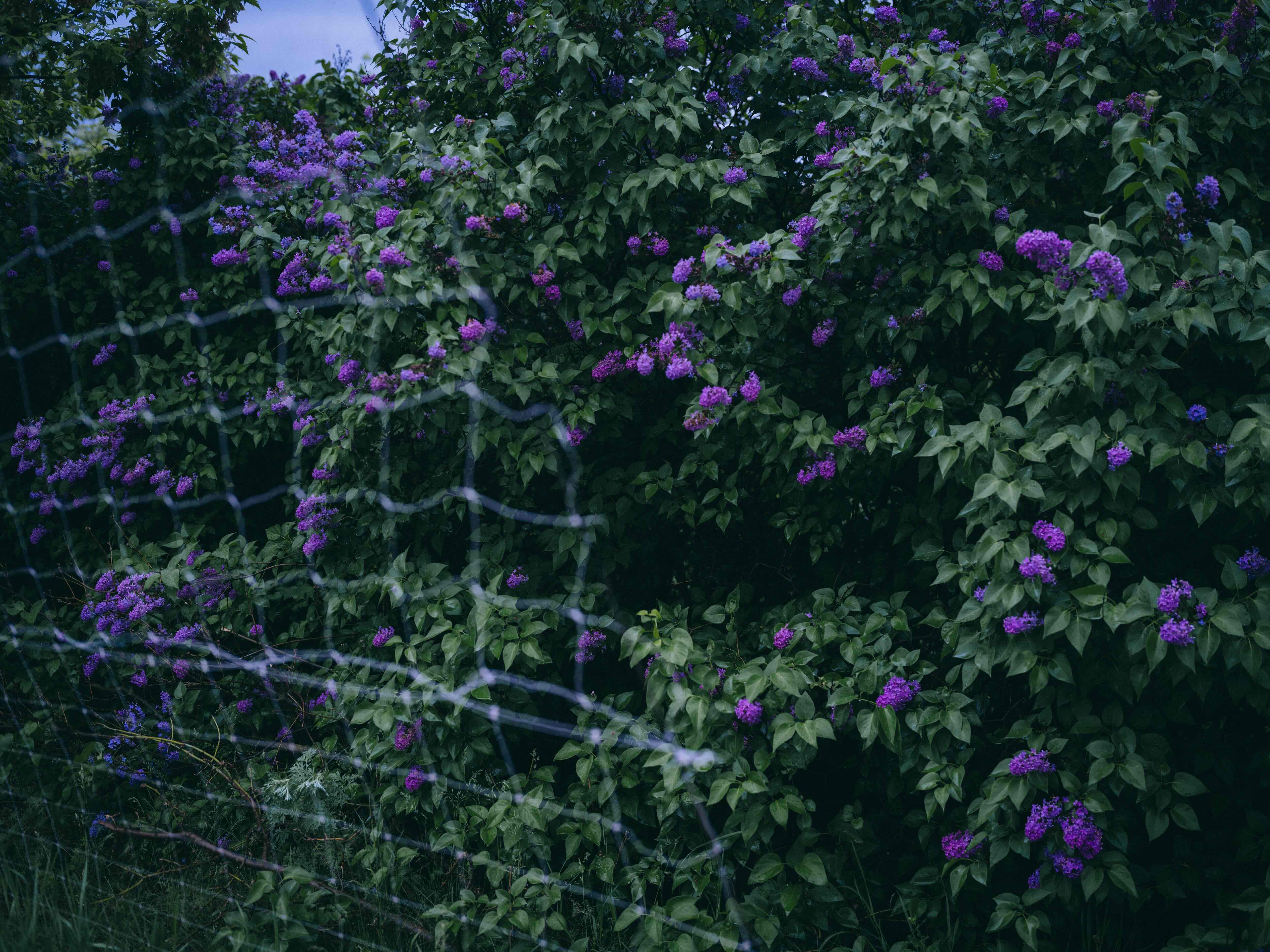 Julia Kochetova : Les lilas sont éternels