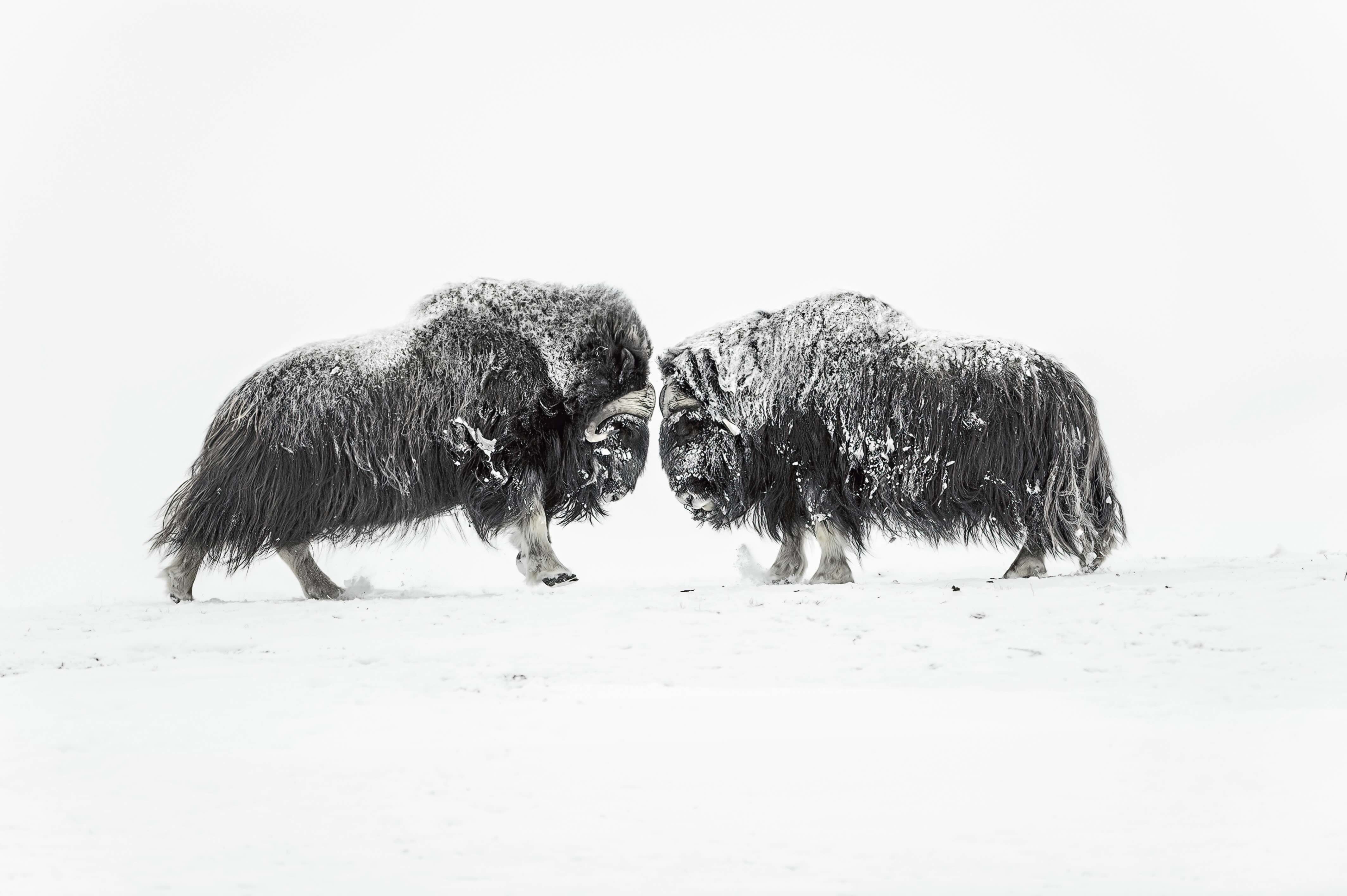 Bête dans un monde humain