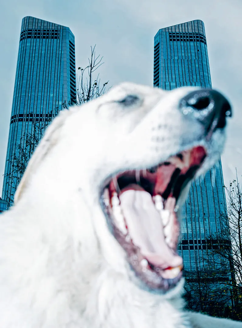 Un chien, au premier plan, flou, et au second plan, des bâtiments. 