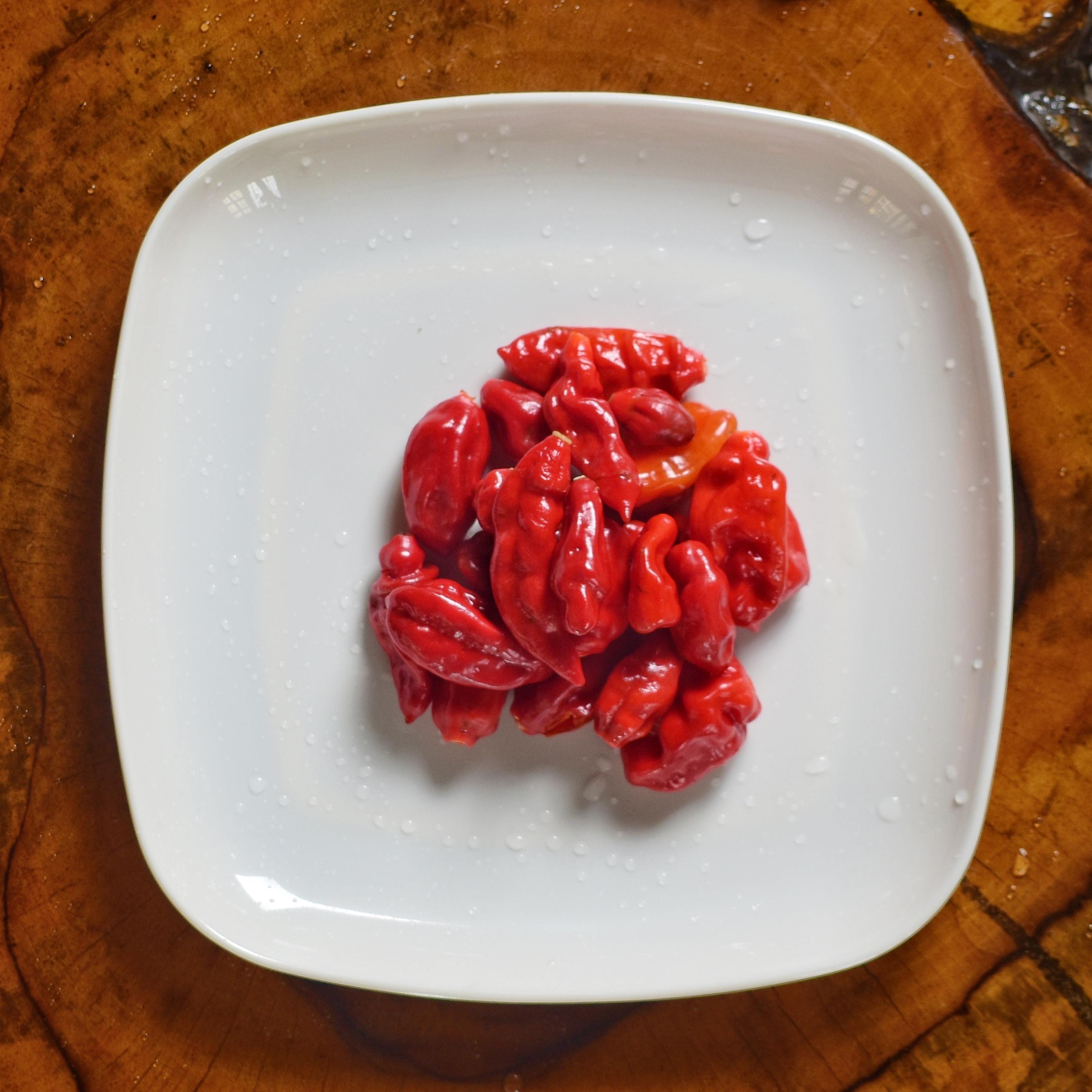 Rodo (Scotch Bonnet)