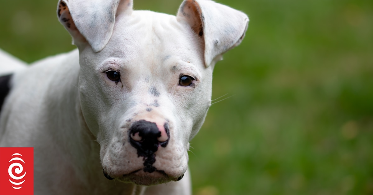 Far North Community Safety Crisis: Residents Arm Against Dogs