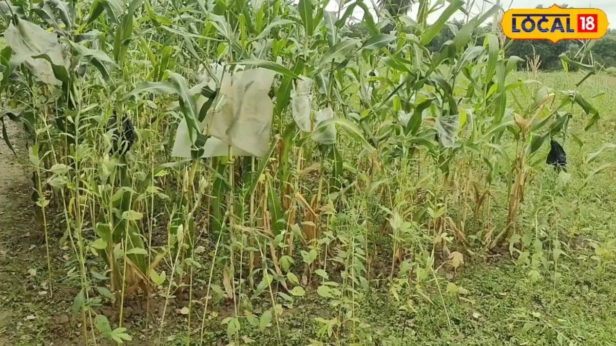 पलामू में किसानों के लिए वरदान: एक खेत में तीन फसलों की नई तकनीक, कम लागत में बेहतर मुनाफा