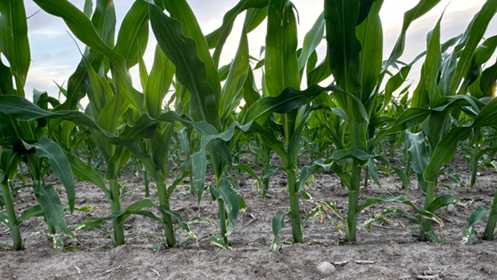 Corn Prices Drop, But Looming Risks Could Trigger Supply Shock For Iowa