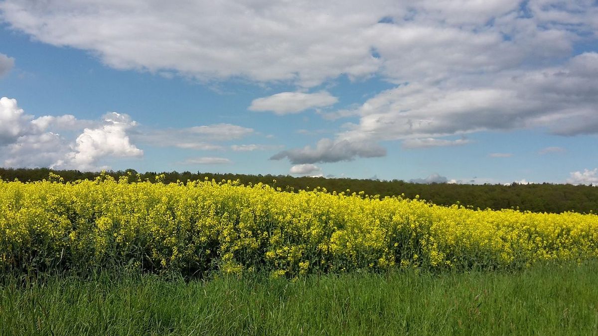 Дала көктемді қимайды: 17 өңірде үсік пен найзағай