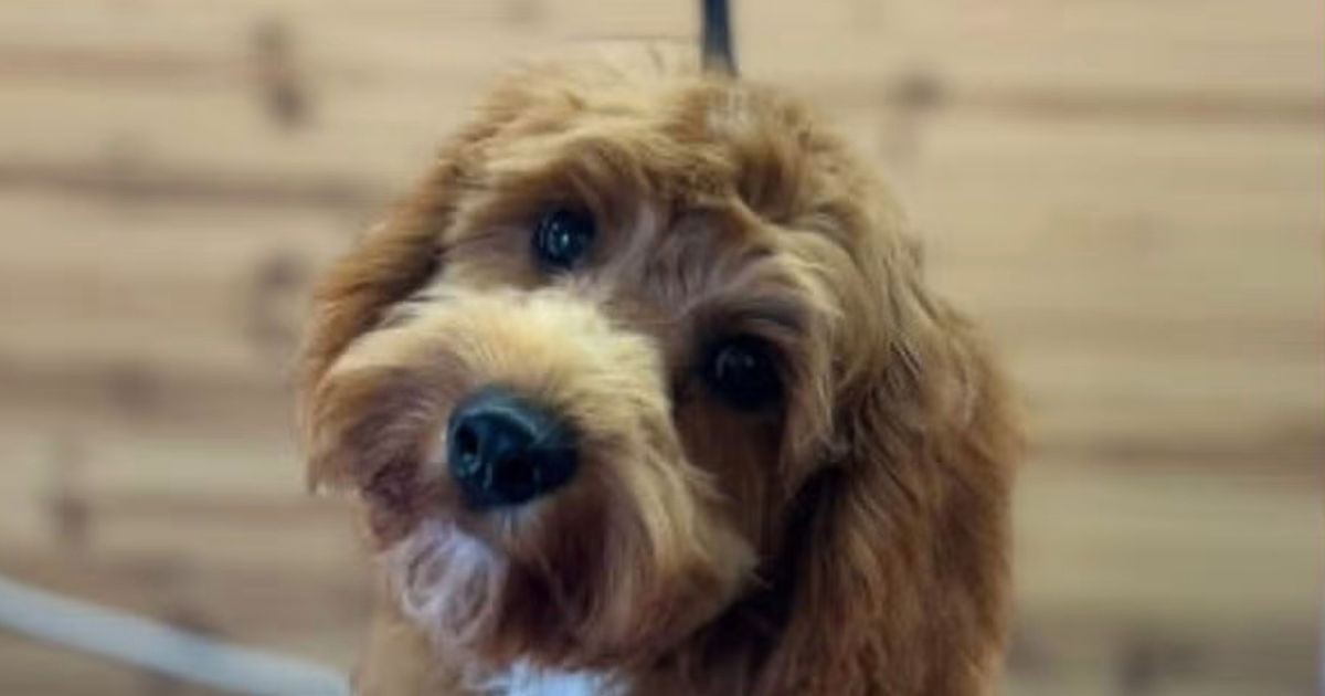 A Preventable Tragedy in Lostwithiel: The Case for Stricter Dog Control