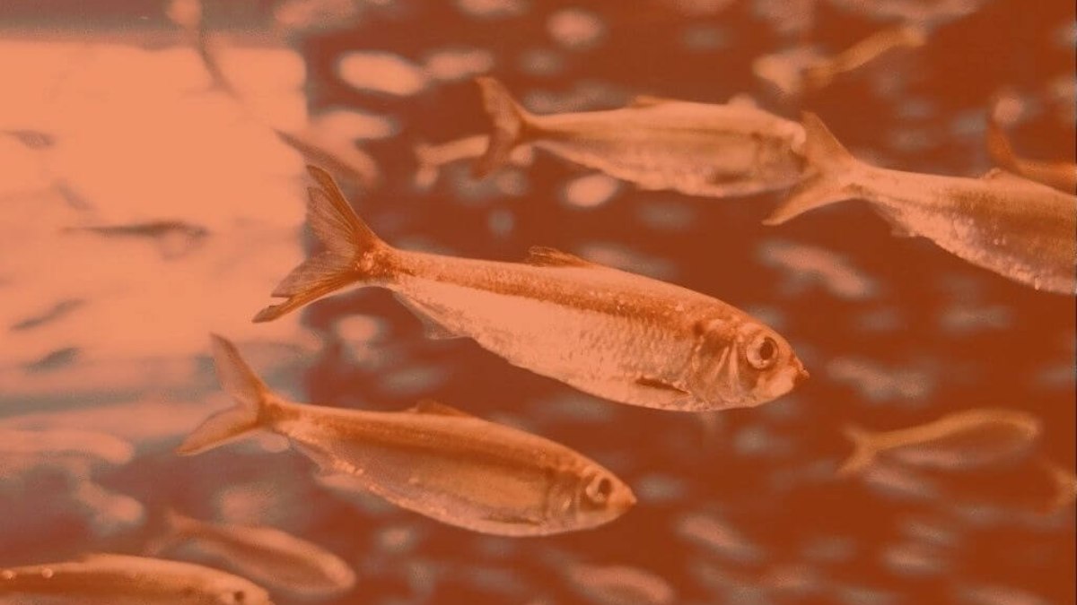Mês de Peixes 2026: Preparação Espiritual para Angola