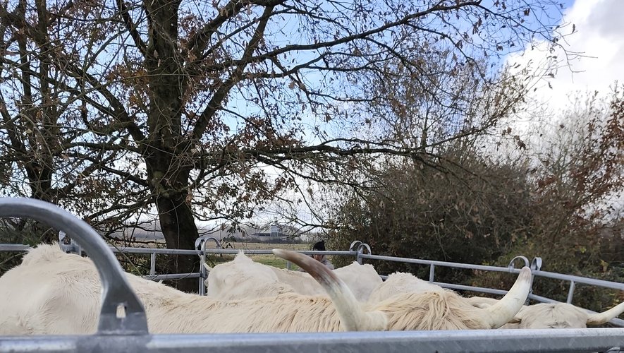 Patrimoine national menacé: la race Lourdaise face à l'extinction