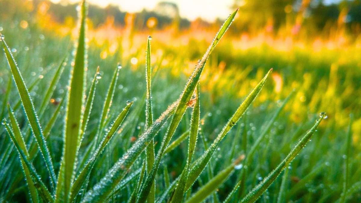 Klebriger Rasen im September: Honigtau erkennen und bekämpfen