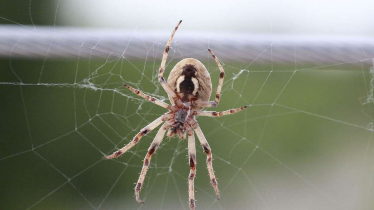 Nosferatu-Spinne im Herbst: Warum sie in Berliner Wohnungen krabbelt