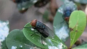 Deadly Screwworm Outbreak Locks Down Texas, Puts Iowa on Alert