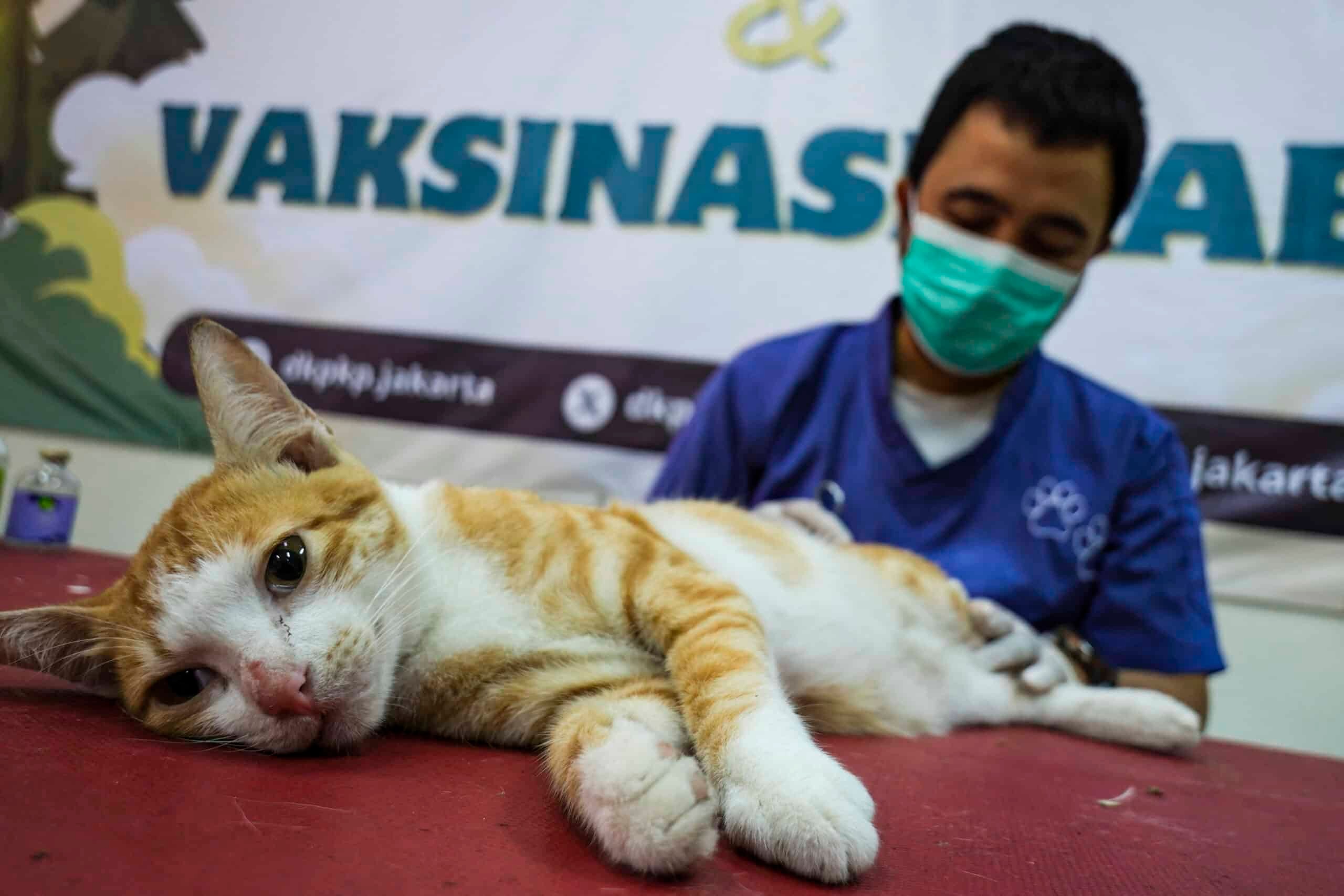 Inside Jakarta's Battle Against 1.5 Million Stray Cats