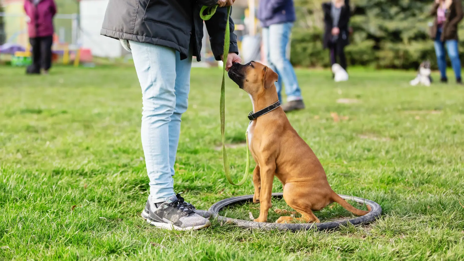 La ciencia desmonta los mitos del adiestramiento canino