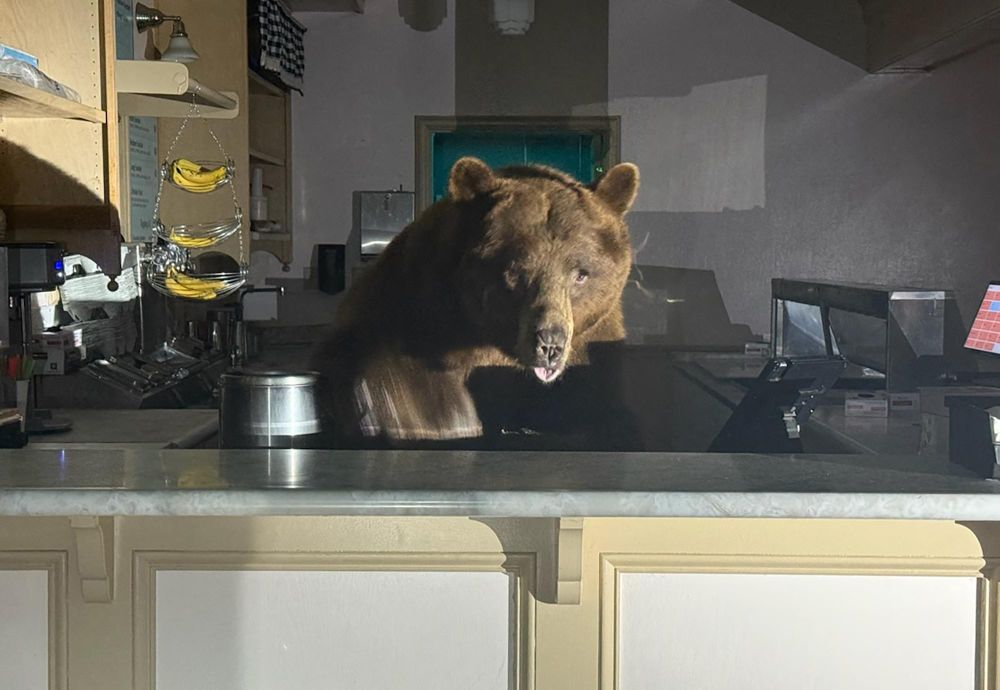 Japan's Bear Crisis: Colonial Echoes in Wildlife Management