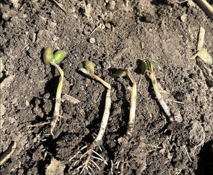Wet spring weather delayed Iowa planting in 2026, but crop experts say corn and soybean development remains on track.
