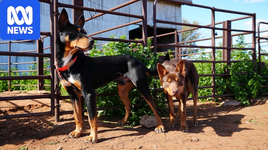 Iowa Dog Trainer Taps Into Global Surge in Working Dog Demand