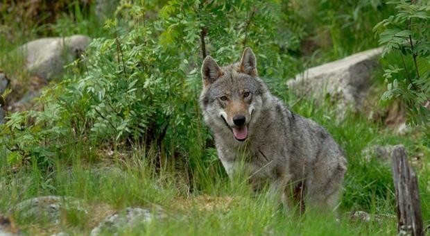Lupi in pianura? Lo studio che fa tremare il Veneto: 'Tra 5 anni saranno ovunque'