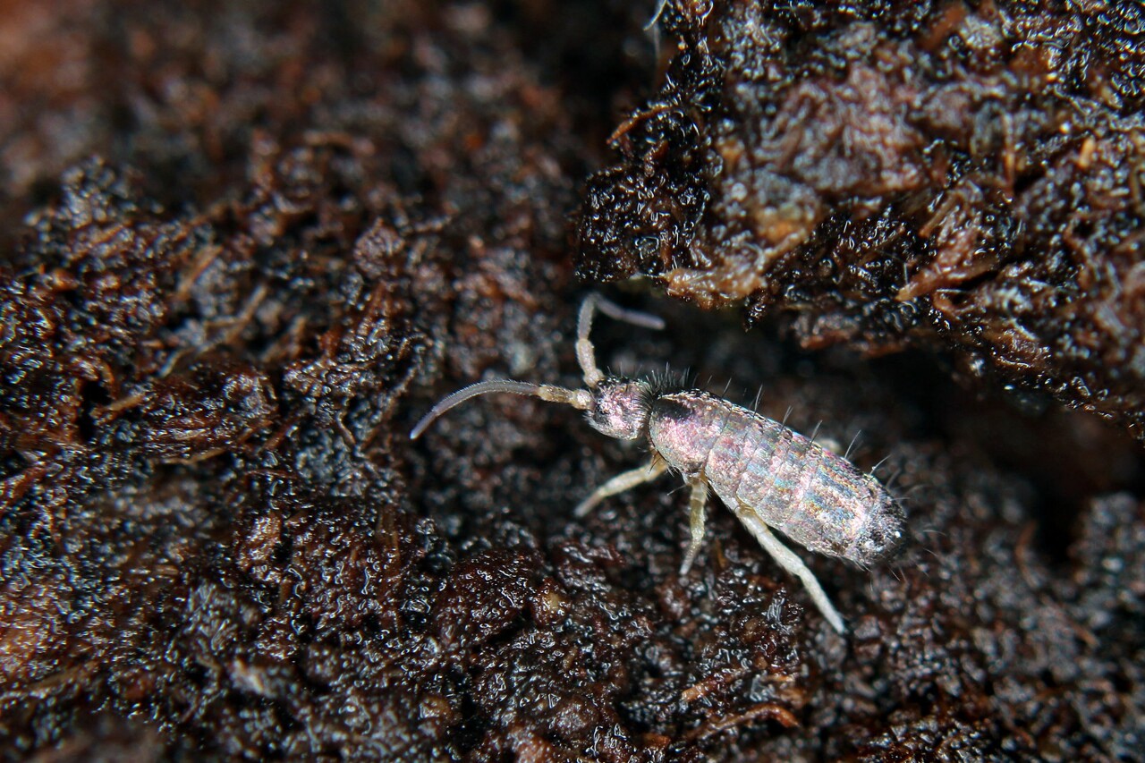 Invasion de collemboles : quand la nature reprend ses droits