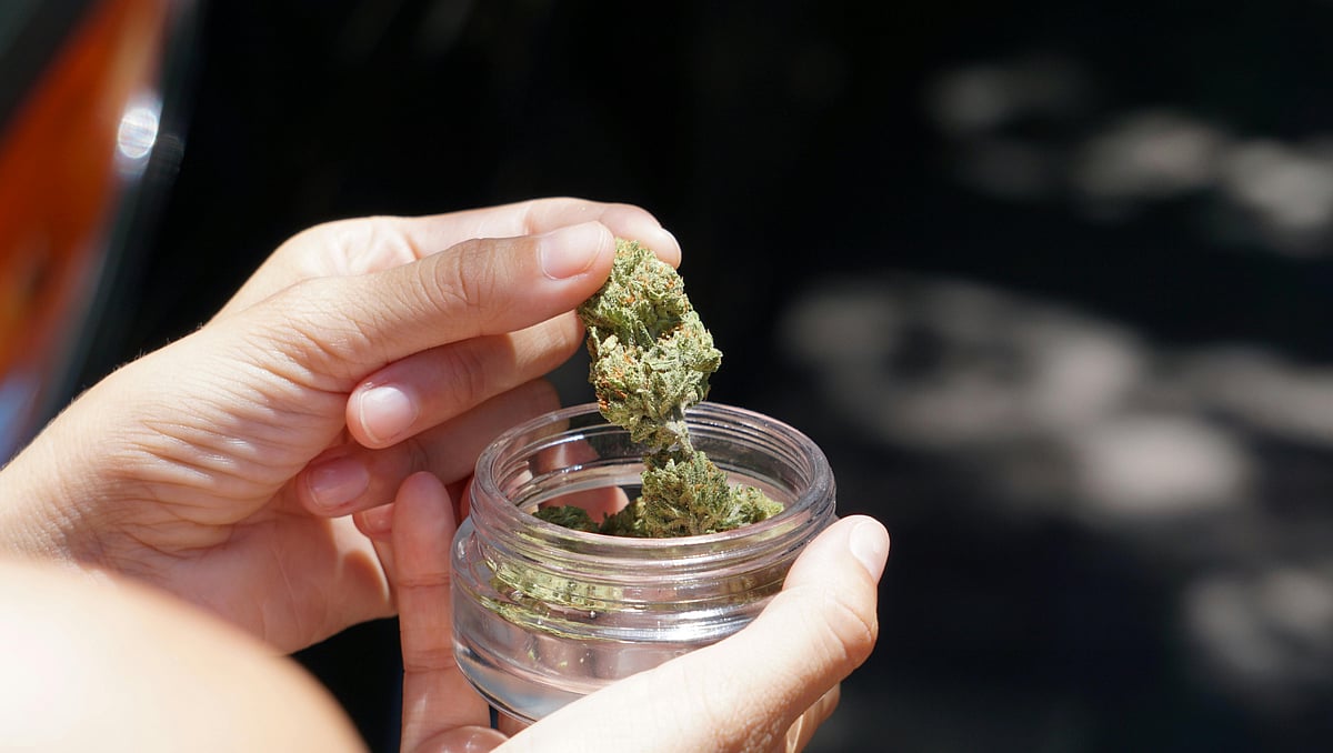 Canábis: Direita quer recuar na lei, avisa neurocientista