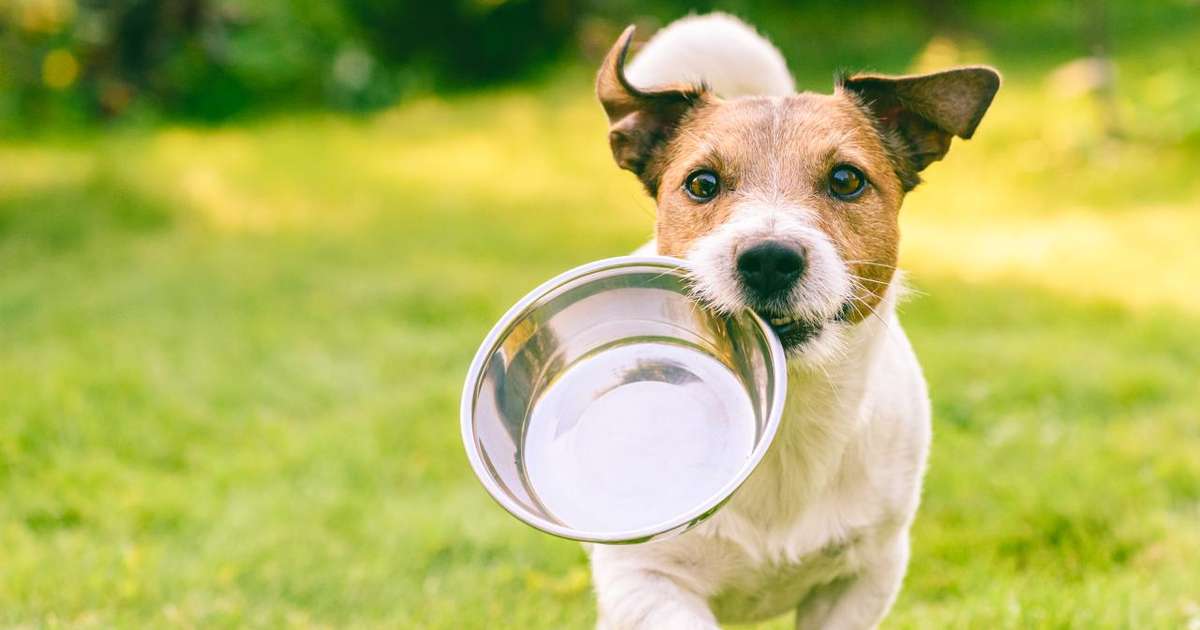 Alimentação dos Animais: Tradição ou Modernidade para Nossos Companheiros