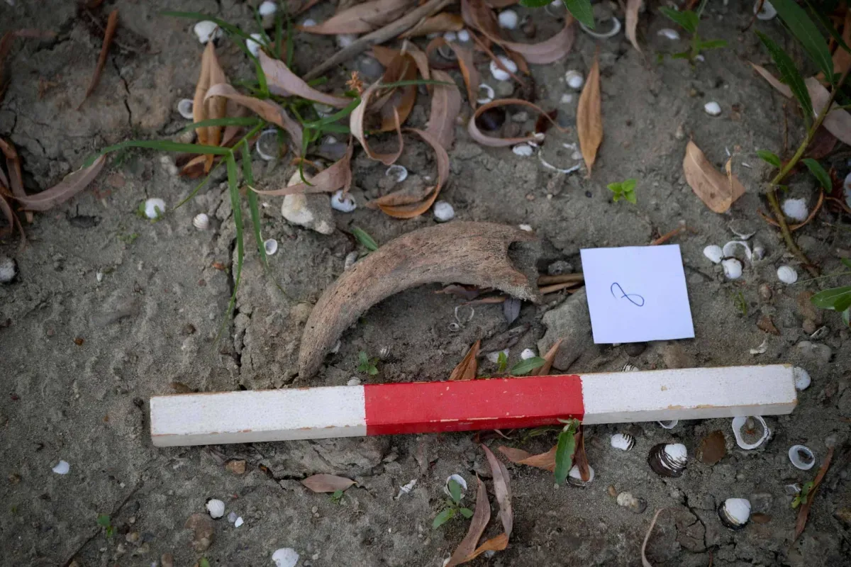 Drought Exposes Ancient Bones Along the Danube