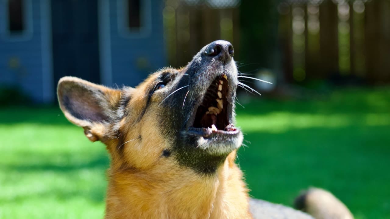 Israeli Study Exposes AI's Blind Spot in Decoding Baby and Animal Calls