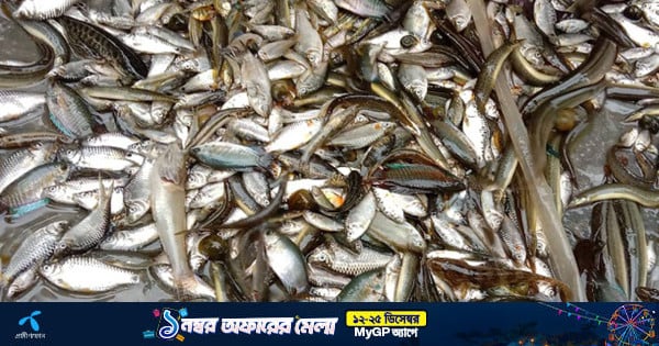 স্বাধীন বাংলার মৎস্য সম্পদ: ভারতীয় বাজারে আমাদের অর্থনৈতিক শক্তি