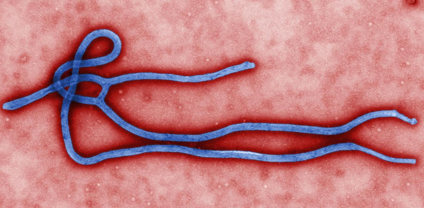 How Bacteria Turn Viruses Into Tools for Genetic Exchange