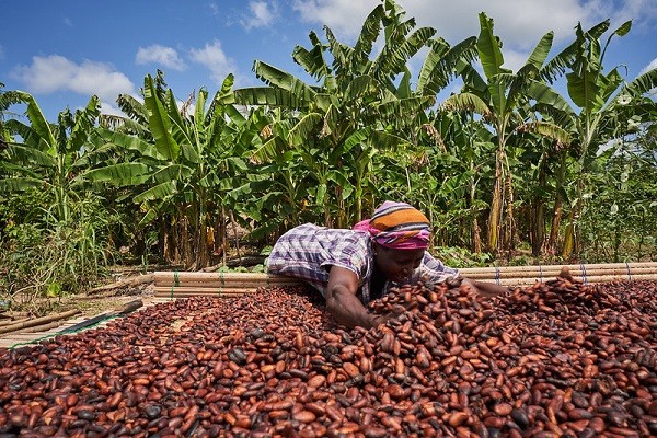 Cocoa Capital's GH¢16.3bn launch: The pricing test that will shape Ghana's cocoa season