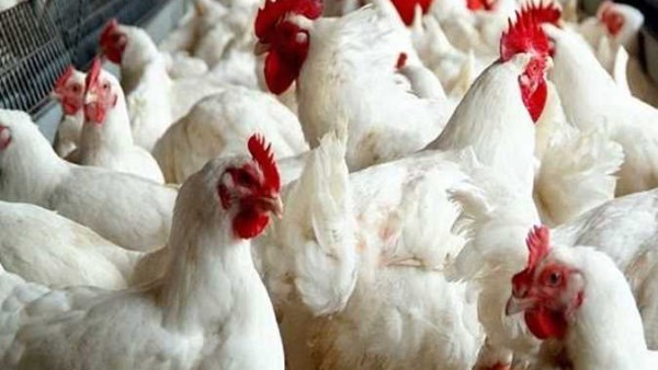أسعار الدواجن والبيض في مصر تستقر مع اقتراب عيد الأضحى المبارك