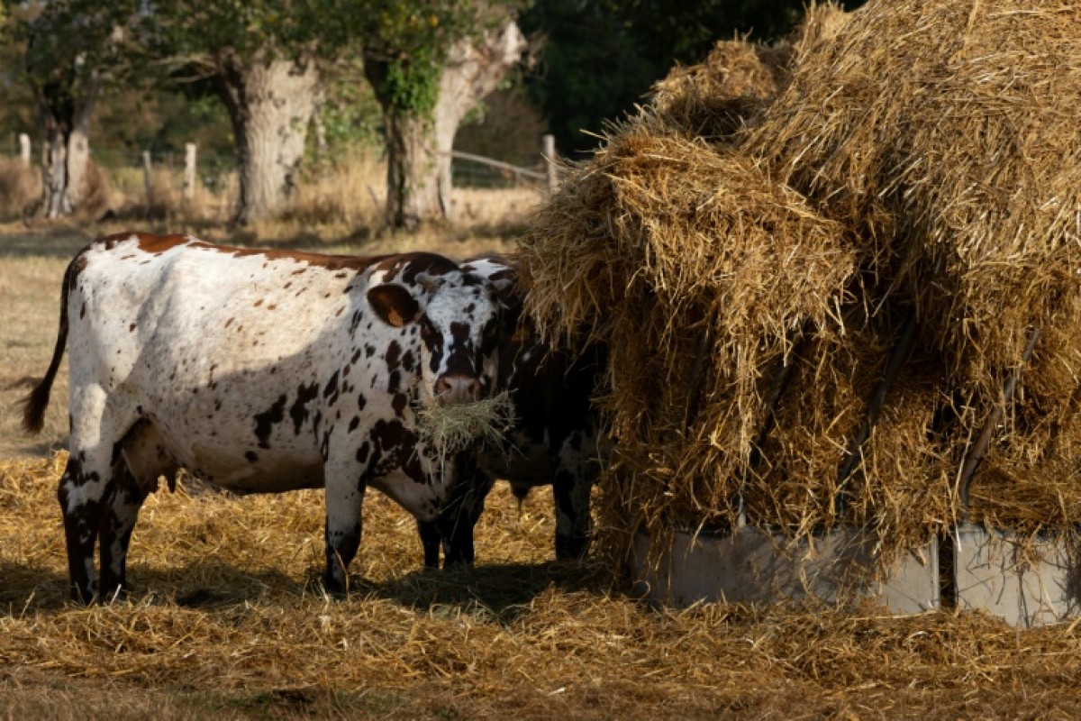 Sécheresse et canicule : un plan d'urgence pour sauver l'agriculture et nos paysans