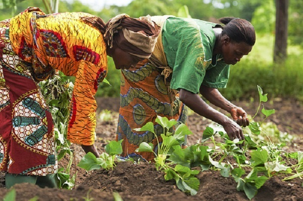 Women-Led Aquaculture: Ghana's $2B Growth Opportunity