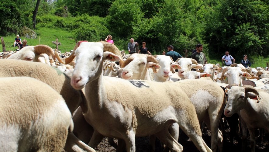 Fièvre catarrhale ovine : l’administration face à un défi sanitaire dans les estives des Hautes-Pyrénées