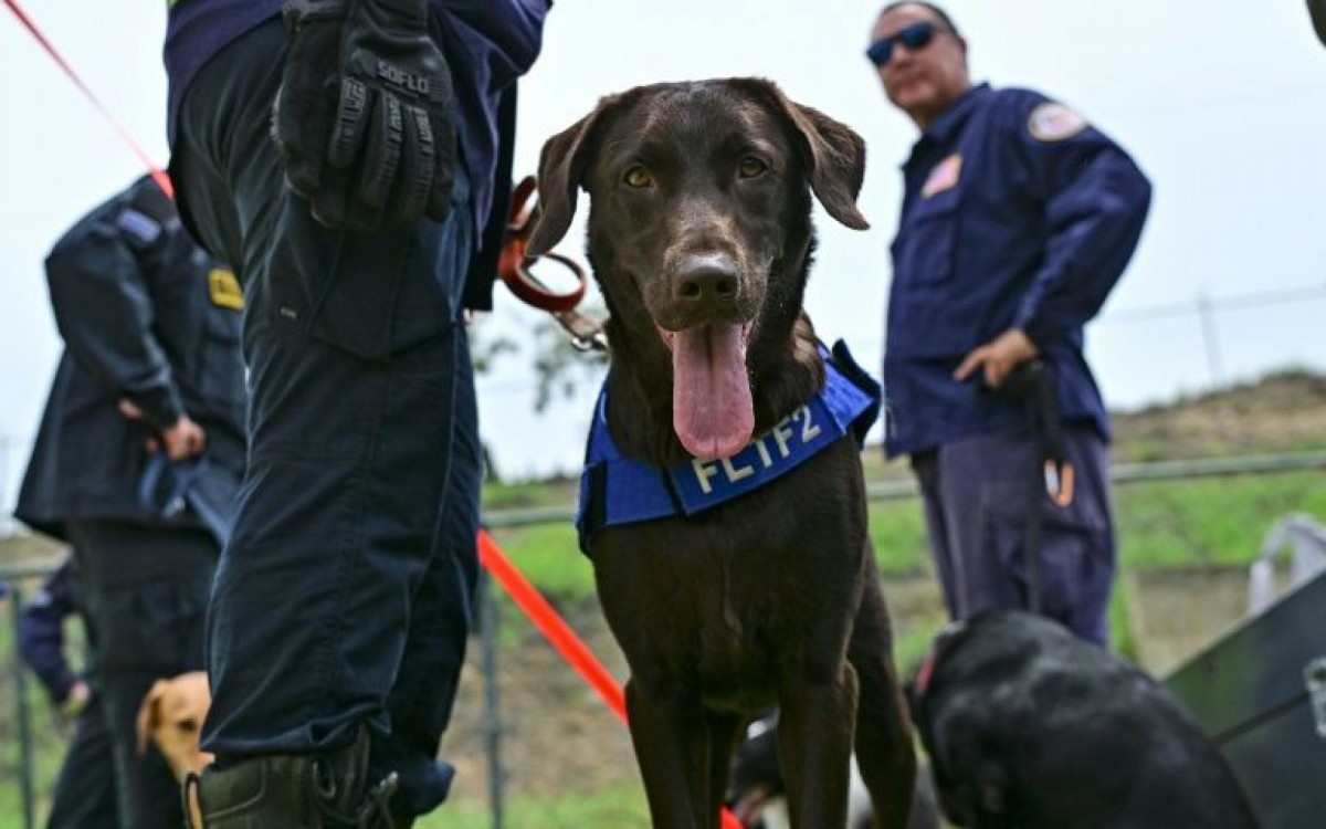 Cães de resgate na Venezuela: O faro que salva vidas