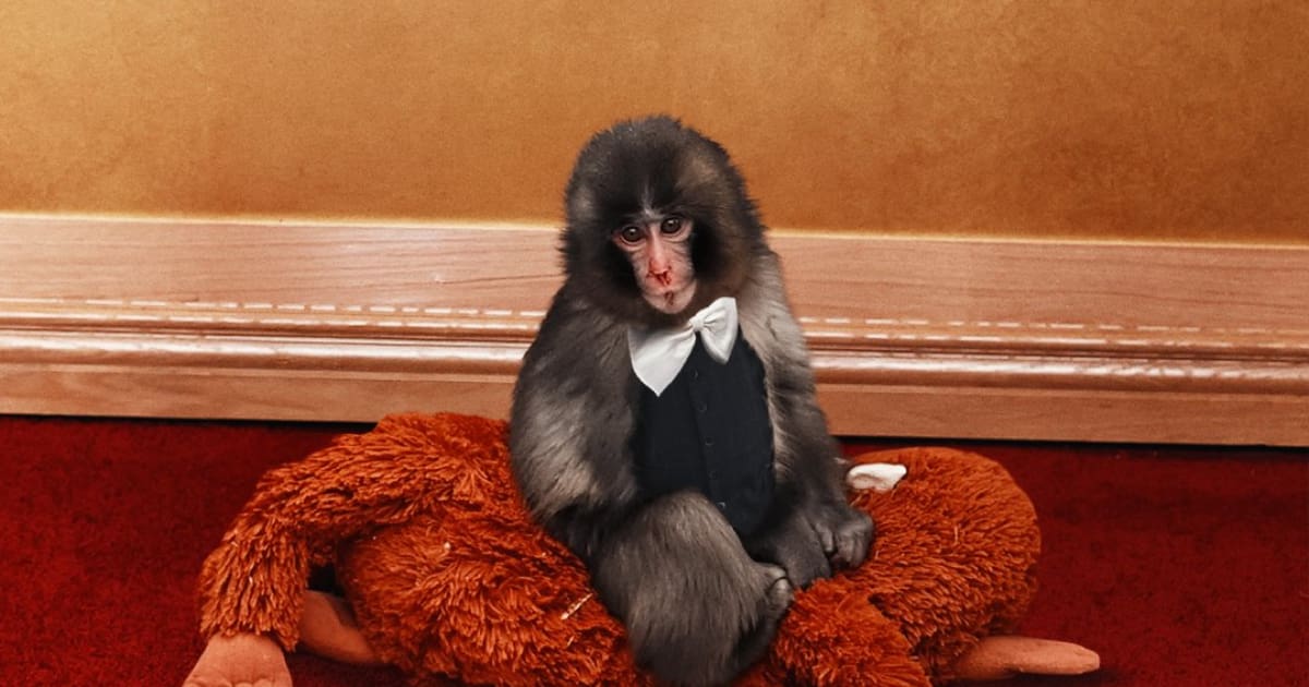 Punch el monito conquista la alfombra roja de los Actor Awards