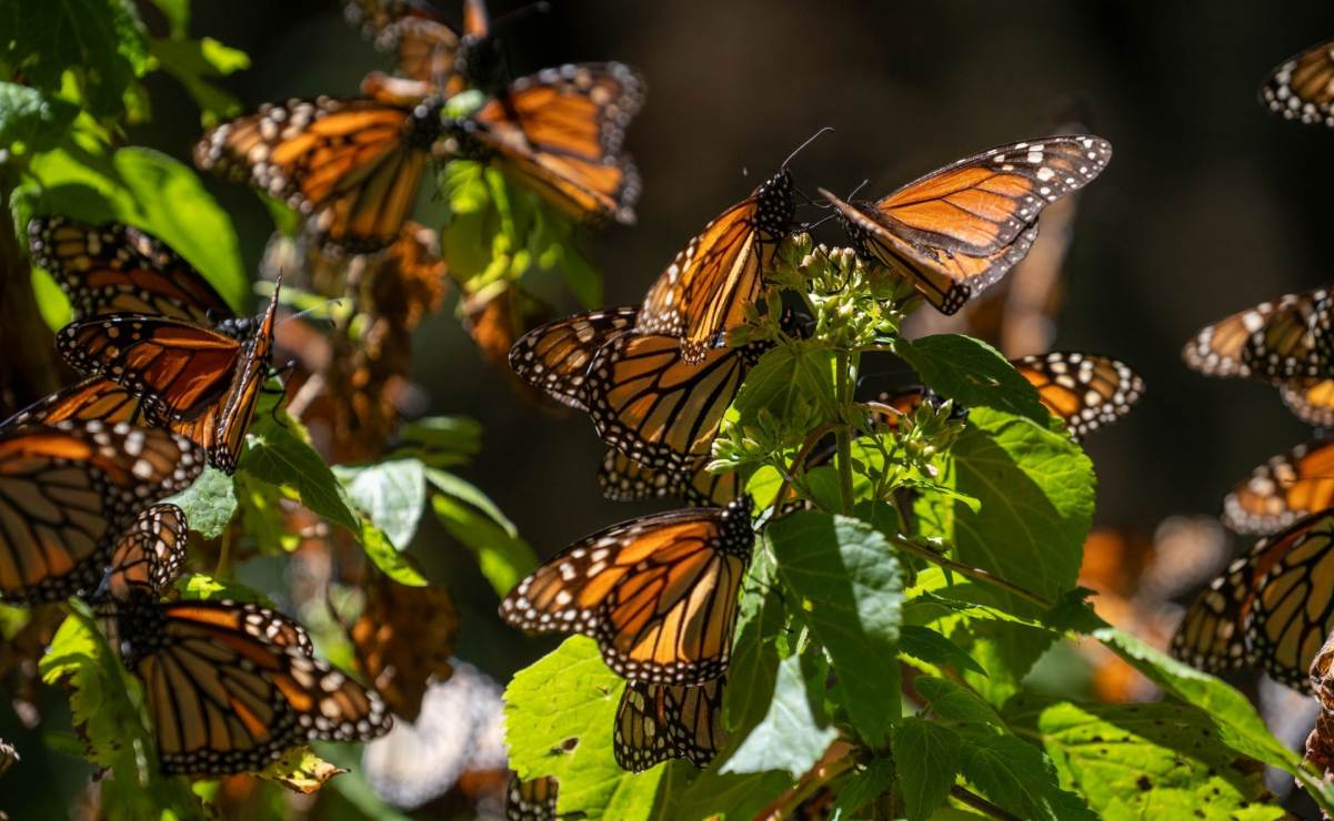 ¡Victoria ambiental! Mariposa monarca crece 64% en nuestros bosques