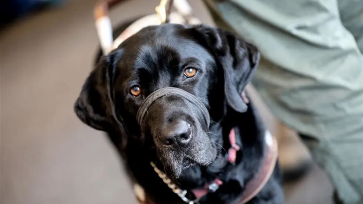 Guide Dogs Under Attack: Urgent Call for Responsible Pet Ownership