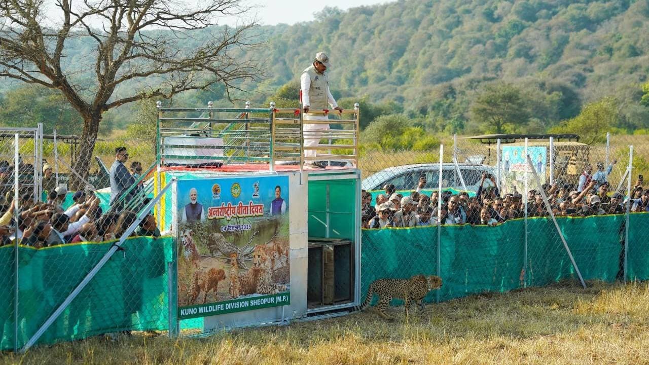 कूनो में चीता मिशन की सफलता: भारत की वन्यजीव विरासत का नवजागरण