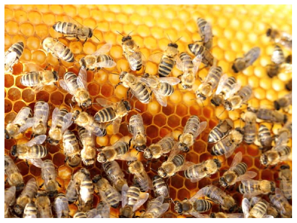 Bee Safety Innovation: Ghana Schools Pioneer Prevention Tech