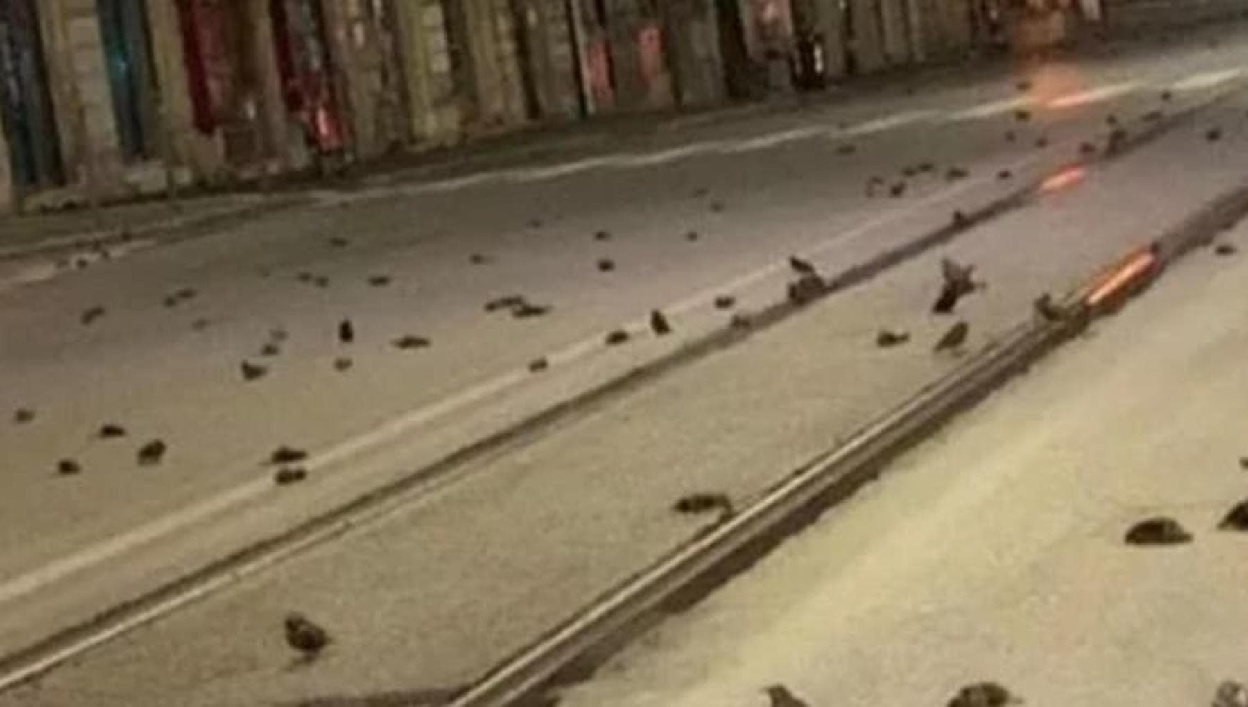 Botti di Capodanno: la strage capitalista degli animali