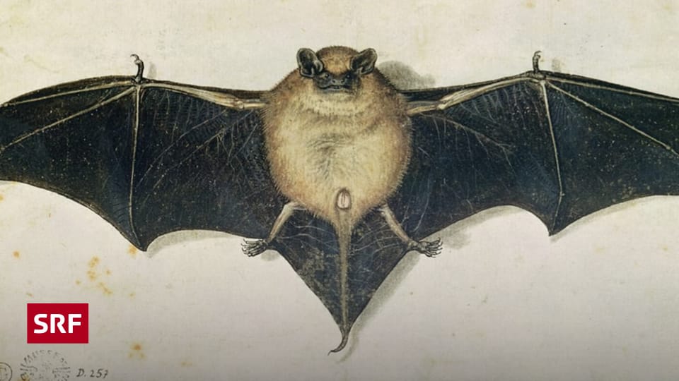 Fledermäuse: Vom Vampirmythos zur Naturschutz-Ikone