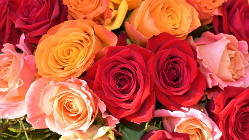 Las rosas: la flor más vendida del mundo y su historia de comercio y evolución