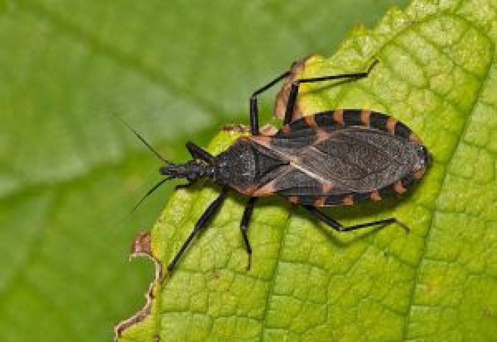 Angola na Vanguarda: Avanço Científico Contra Doença de Chagas