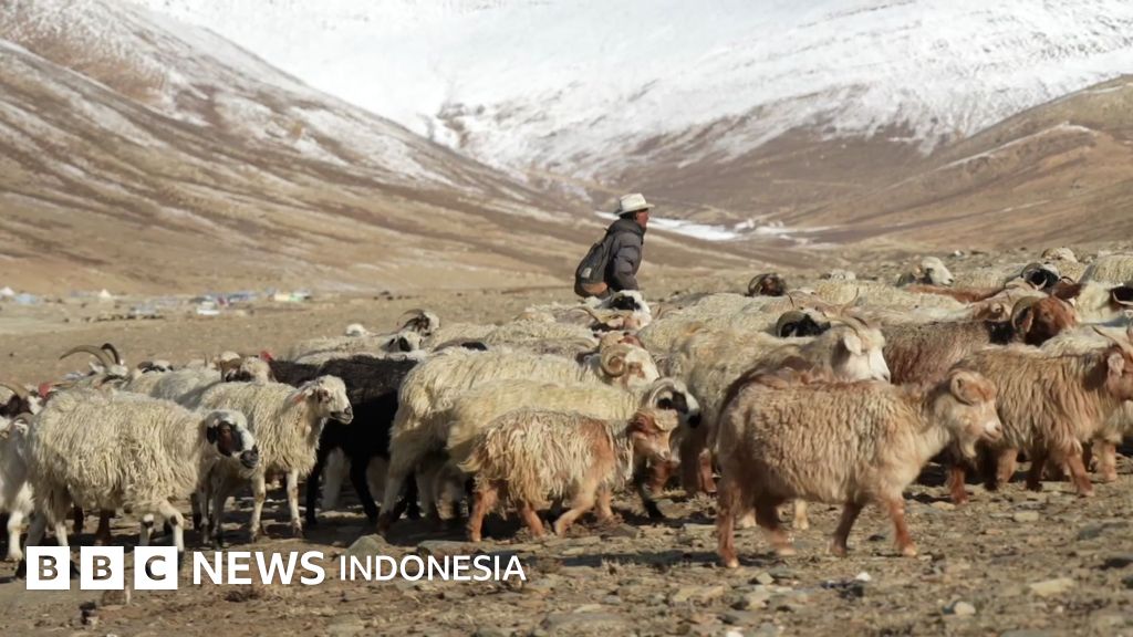Proyek Energi Surya India Ancam Kehidupan Penggembala Muslim