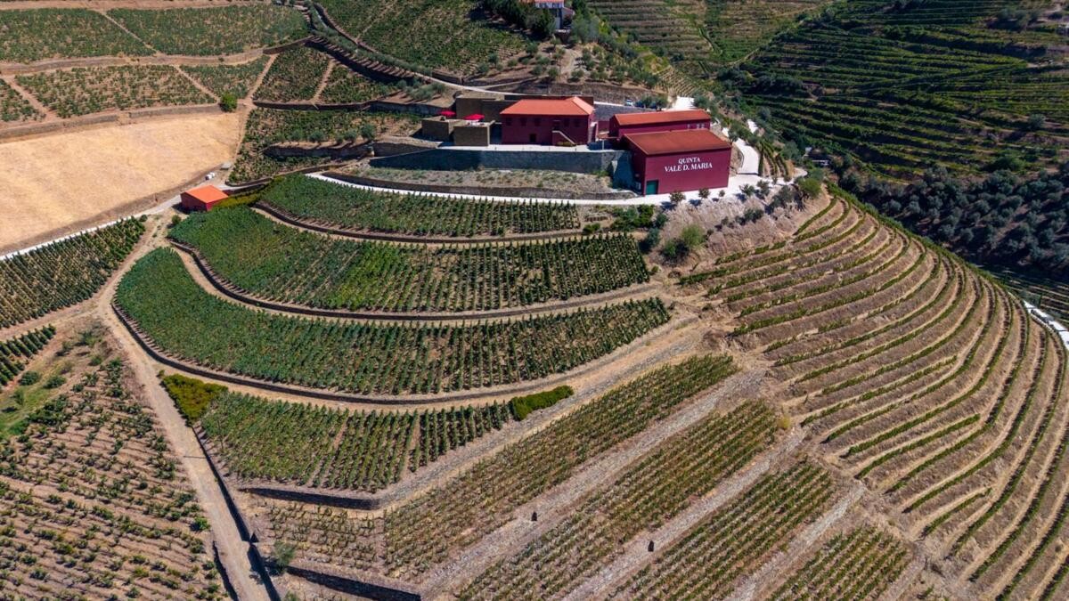 Vinhas velhas do Douro: um tesouro de 41 castas na Quinta Vale D. Maria