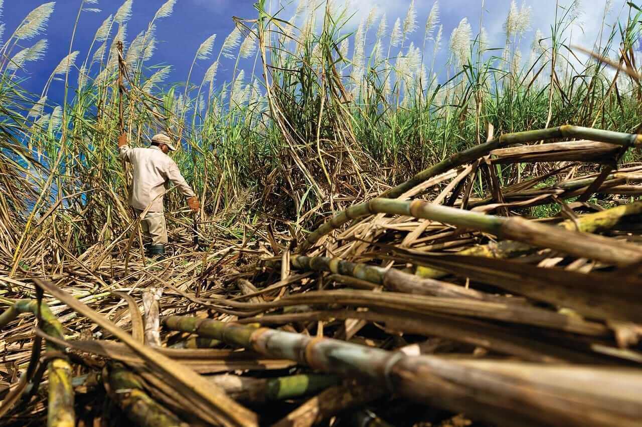 Global Sugar Surplus Threatens Zimbabwe's Agricultural Independence