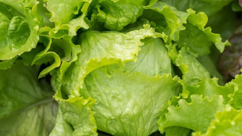 Iowa Among 27 States Affected by Cyclospora-Tainted Iceberg Lettuce Recall