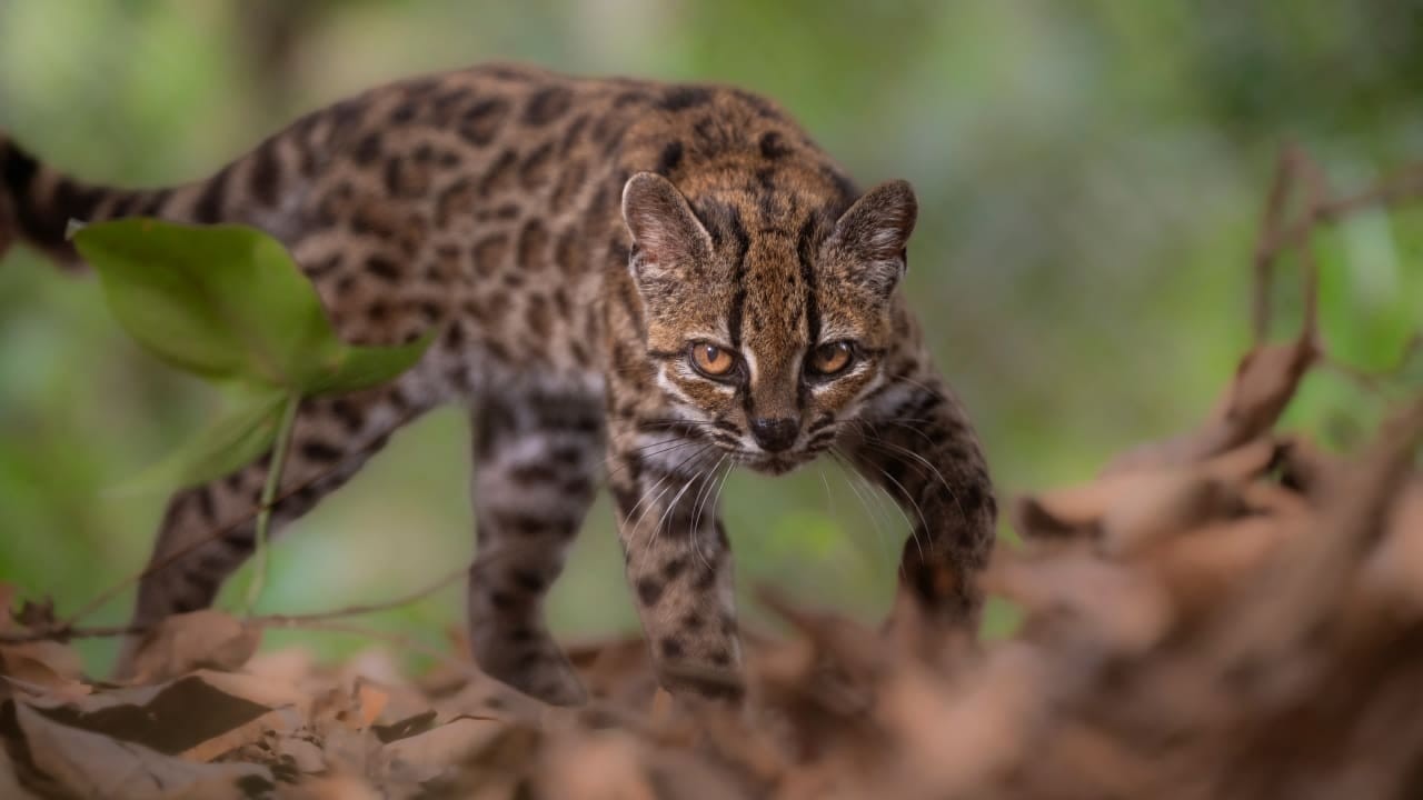 New Wild Cat Species Discovered in Bolivia: A Testament to Nature's Hidden Wonders