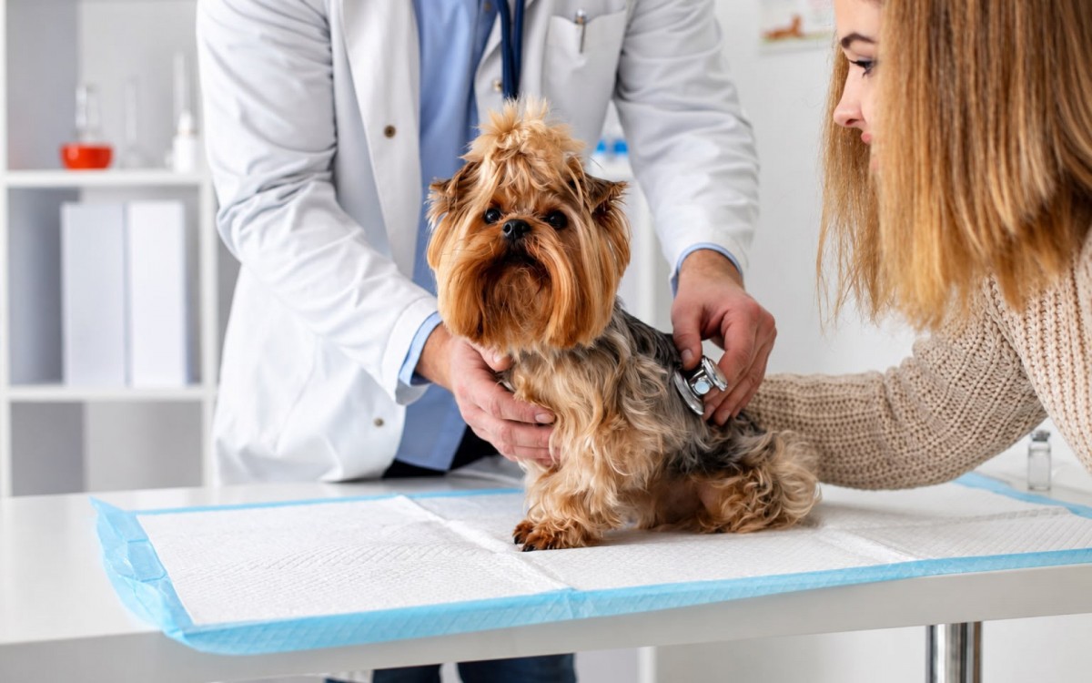 Pressão alta em cães e gatos: um perigo silencioso que atinge os mais velhos